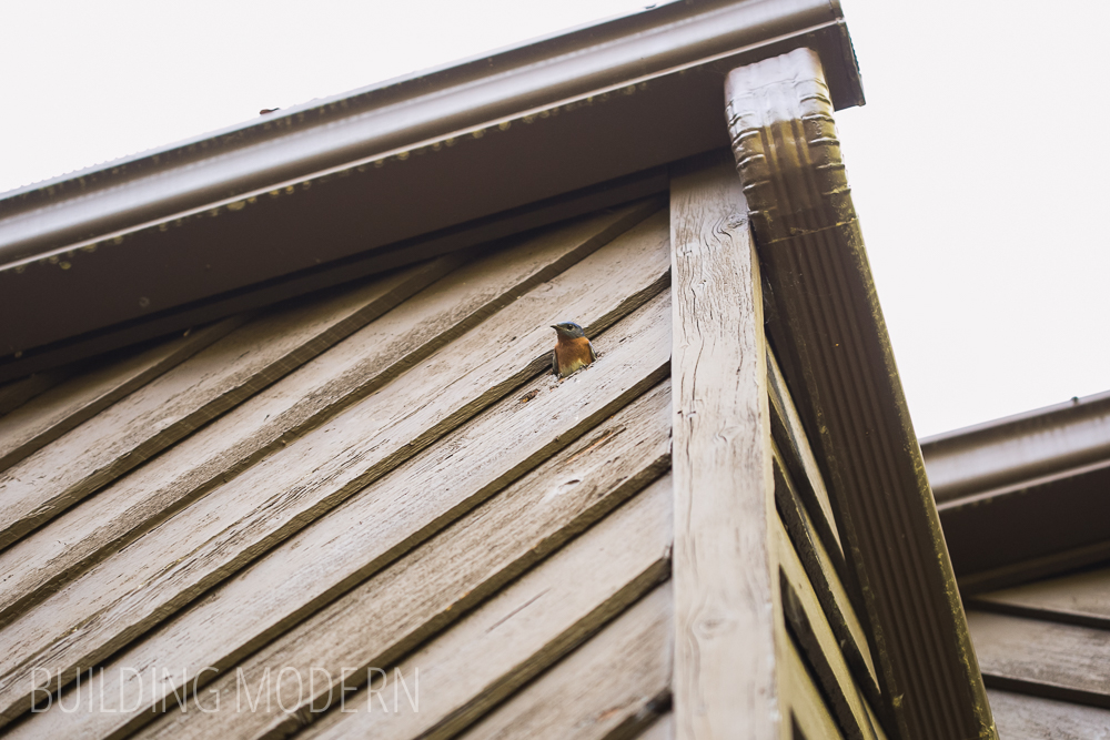 bluebird in cedar house