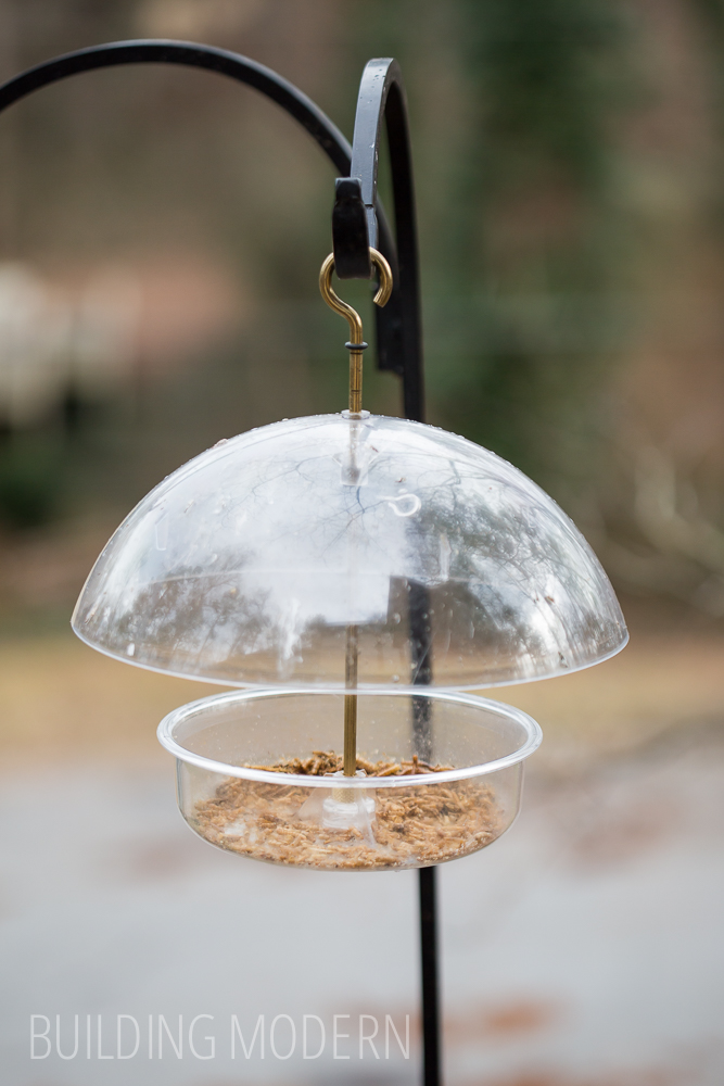 bluebird mealworms bird feeder